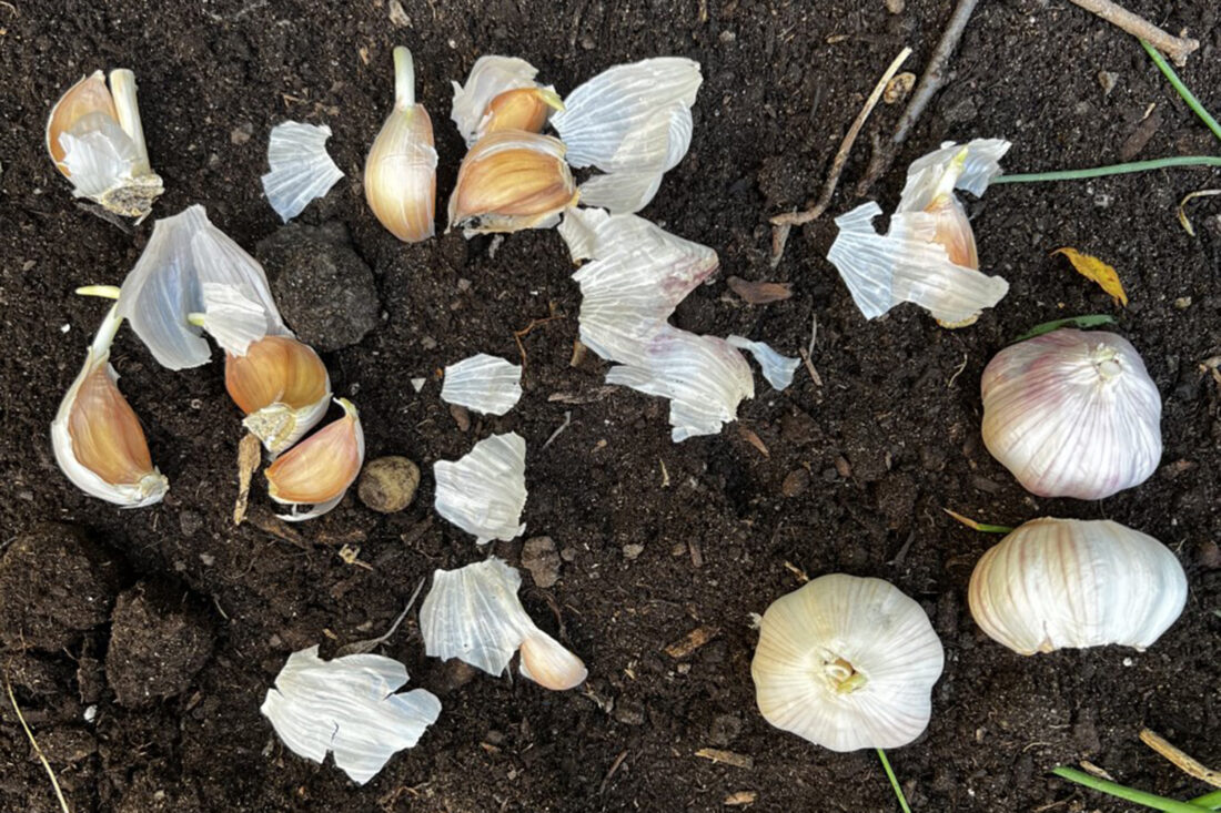 By popular demand, here’s how to grow garlic - The Express
